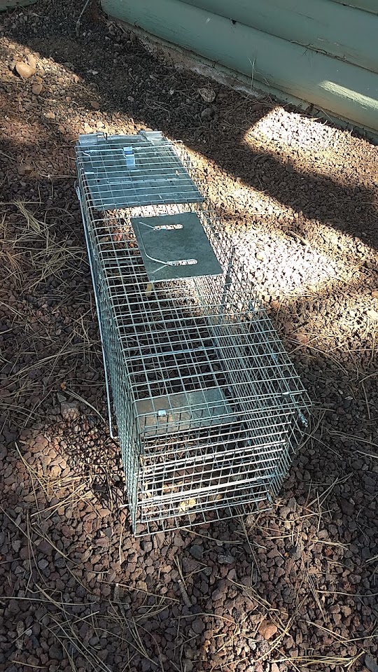 Do It Yourself Pest and Weed Control project